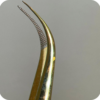 Dorado